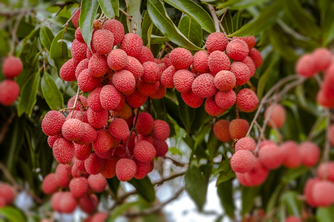 Lychee